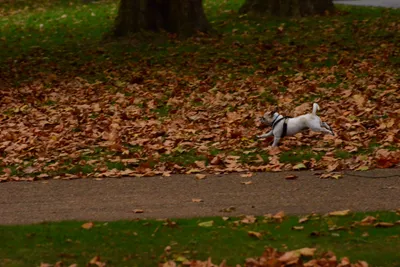 DSC_0676 (Large).JPG